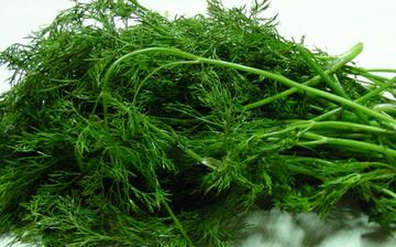 【茴香苗】茴香苗的營(yíng)養(yǎng)價(jià)值_茴香苗怎么做好吃_茴香苗的做法大全 【茴香苗】茴香苗的營(yíng)養(yǎng)價(jià)值_茴香苗怎么做好吃_茴香苗的做法大全
