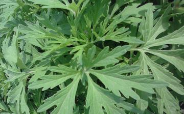 【菊花腦】菊花腦的營養(yǎng)價值_菊花腦怎么做好吃_菊花腦的做法大全