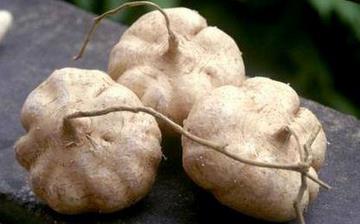 【豆薯】豆薯的功效與作用營養(yǎng)價(jià)值_豆薯怎么做好吃_豆薯的做法大全 【豆薯】豆薯的功效與作用營養(yǎng)價(jià)值_豆薯怎么做好吃_豆薯的做法大全
