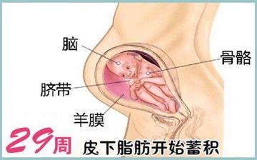 【懷孕29周】懷孕29周癥狀_懷孕29周胎兒變化_媽媽狀態(tài)_懷孕29周注意事項(xiàng) 【懷孕29周】懷孕29周癥狀_懷孕29周胎兒變化_媽媽狀態(tài)_懷孕29周注意事項(xiàng)