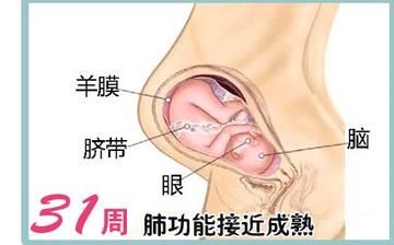 【懷孕31周】懷孕31周發(fā)育指標(biāo)_懷孕31周胎兒變化_媽媽狀態(tài)_懷孕31周注意事項 【懷孕31周】懷孕31周發(fā)育指標(biāo)_懷孕31周胎兒變化_媽媽狀態(tài)_懷孕31周注意事項
