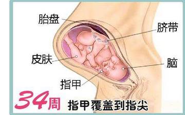 【懷孕34周】懷孕34周發(fā)育指標_懷孕34周胎兒變化_媽媽狀態(tài)_懷孕34周注意事項 【懷孕34周】懷孕34周發(fā)育指標_懷孕34周胎兒變化_媽媽狀態(tài)_懷孕34周注意事項