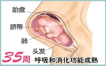 【懷孕35周】懷孕35周發(fā)育指標(biāo)_懷孕35周胎兒變化_媽媽狀態(tài)_懷孕35周注意事項(xiàng) 【懷孕35周】懷孕35周發(fā)育指標(biāo)_懷孕35周胎兒變化_媽媽狀態(tài)_懷孕35周注意事項(xiàng)