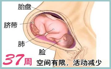 【懷孕37周】懷孕37周發(fā)育指標檢查_懷孕37周胎兒變化_媽媽狀態(tài)_懷孕37周注意事項 【懷孕37周】懷孕37周發(fā)育指標檢查_懷孕37周胎兒變化_媽媽狀態(tài)_懷孕37周注意事項
