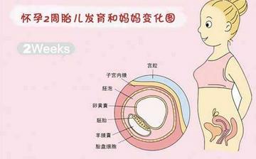 【懷孕2周】早孕2周癥狀_懷孕2周胎兒圖片_懷孕2周吃什么補(bǔ)身體 【懷孕2周】早孕2周癥狀_懷孕2周胎兒圖片_懷孕2周吃什么補(bǔ)身體