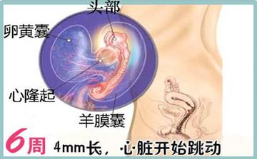 【懷孕6周】早孕6周癥狀_懷孕6周胎兒圖片_懷孕6周吃什么補(bǔ)身體 【懷孕6周】早孕6周癥狀_懷孕6周胎兒圖片_懷孕6周吃什么補(bǔ)身體