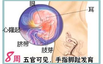【懷孕8周】早孕8周癥狀_懷孕8周胎兒圖片_懷孕8周吃什么補(bǔ)身體 【懷孕8周】早孕8周癥狀_懷孕8周胎兒圖片_懷孕8周吃什么補(bǔ)身體