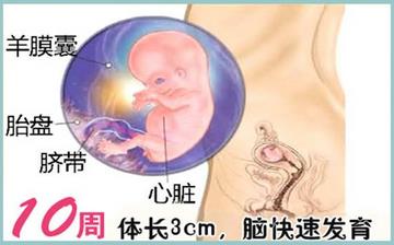 【懷孕10周】早孕10周癥狀_懷孕10周胎兒圖片_懷孕10周吃什么補(bǔ)身體 【懷孕10周】早孕10周癥狀_懷孕10周胎兒圖片_懷孕10周吃什么補(bǔ)身體