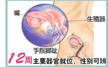 【懷孕12周】早孕12周癥狀_懷孕12周胎兒圖片_懷孕12周吃什么補(bǔ)身體 【懷孕12周】早孕12周癥狀_懷孕12周胎兒圖片_懷孕12周吃什么補(bǔ)身體