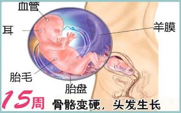 【懷孕15周】懷孕15周癥狀_懷孕15周胎兒圖片_B超數(shù)據(jù)_懷孕15周吃什么補(bǔ)身體 【懷孕15周】懷孕15周癥狀_懷孕15周胎兒圖片_B超數(shù)據(jù)_懷孕15周吃什么補(bǔ)身體