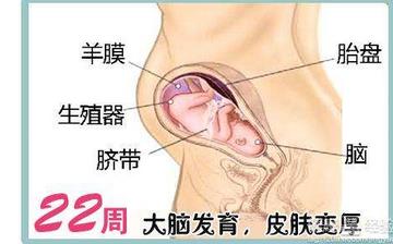 【懷孕22周】懷孕22周癥狀_懷孕22周胎兒圖片_B超數(shù)據(jù)_懷孕22周吃什么補身體 【懷孕22周】懷孕22周癥狀_懷孕22周胎兒圖片_B超數(shù)據(jù)_懷孕22周吃什么補身體