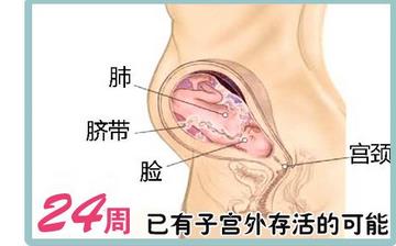 【懷孕24周】懷孕24周癥狀_懷孕24周胎兒圖片_B超數(shù)據(jù)_懷孕24周吃什么補身體 【懷孕24周】懷孕24周癥狀_懷孕24周胎兒圖片_B超數(shù)據(jù)_懷孕24周吃什么補身體