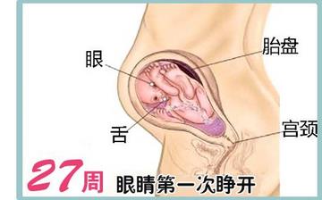 【懷孕27周】懷孕27周癥狀_懷孕27周胎兒變化_媽媽狀態(tài)_懷孕27周注意事項 【懷孕27周】懷孕27周癥狀_懷孕27周胎兒變化_媽媽狀態(tài)_懷孕27周注意事項