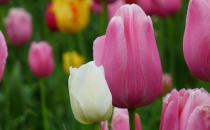 家里不適合養(yǎng)什么花草？