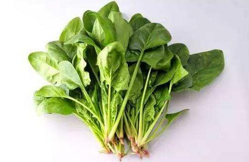 菠菜根的營養(yǎng)價(jià)值不可小覷