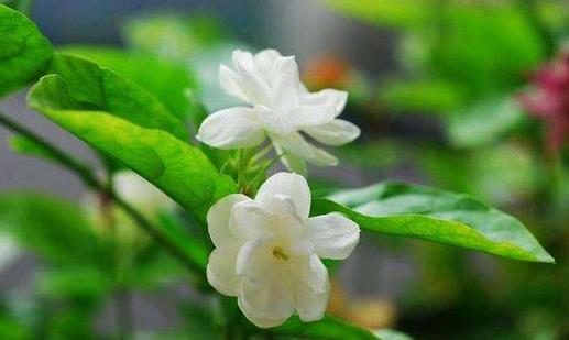 茉莉怎么吃？茉莉可清熱解毒