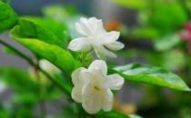 茉莉怎么吃？茉莉可清熱解毒