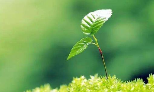 一年之計(jì)在于春，不得不知的春季養(yǎng)生常識(shí)