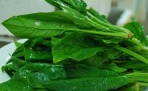 菠菜不能和什么一起吃？菠菜和韭菜炒著吃易腹瀉