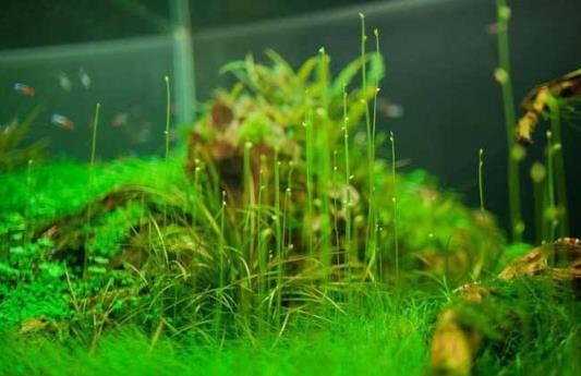水草是什么？水草的種類和特征