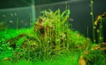 水草是什么？水草的種類和特征