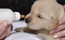 沒斷奶的小狗怎么照顧？仔犬飼養(yǎng)方法