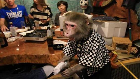 日本最火爆的餐廳之一 猴子當服務生，報酬只要香蕉