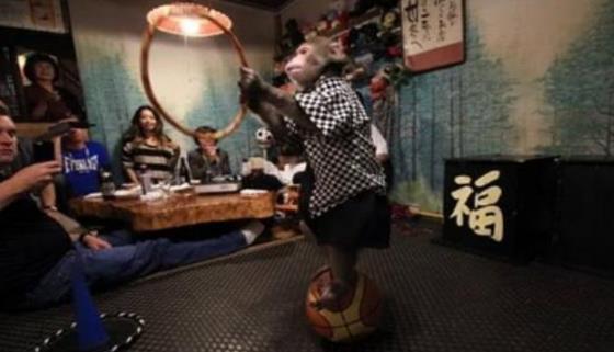 日本最火爆的餐廳之一 猴子當服務生，報酬只要香蕉