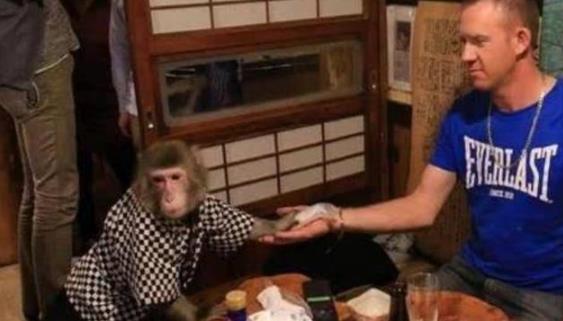 日本最火爆的餐廳之一 猴子當服務生，報酬只要香蕉