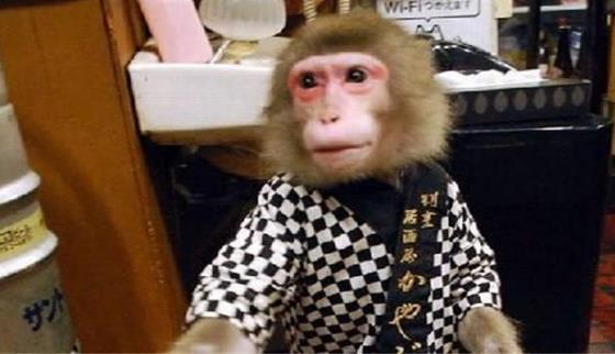 日本最火爆的餐廳之一 猴子當服務生，報酬只要香蕉