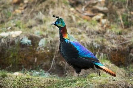 尼泊爾國鳥九色鳥棕尾虹雉 中國一級保護動物
