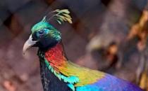 尼泊爾國鳥九色鳥棕尾虹雉 中國一級保護動物