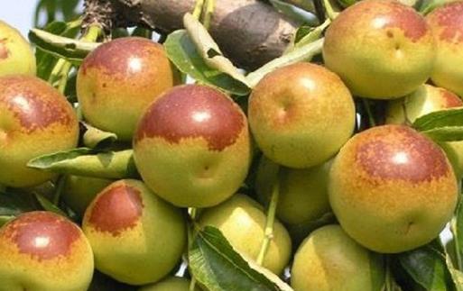 冬棗有哪些益處？醫(yī)生：冬棗的這四個功效你要知道，解酒