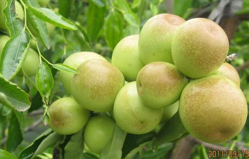 冬棗有哪些益處？醫(yī)生：冬棗的這四個功效你要知道，解酒