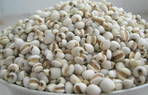 薏米吃對(duì)了除濕益氣，試試這幾個(gè)薏米的食療方