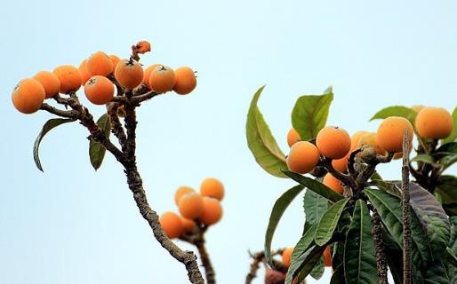 枇杷怎么吃止咳潤肺？老人孩子都可以吃