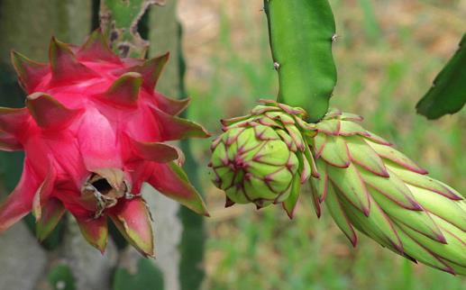 火龍果紅心還是白心好？關(guān)于火龍果的營(yíng)養(yǎng)價(jià)值你知道多少