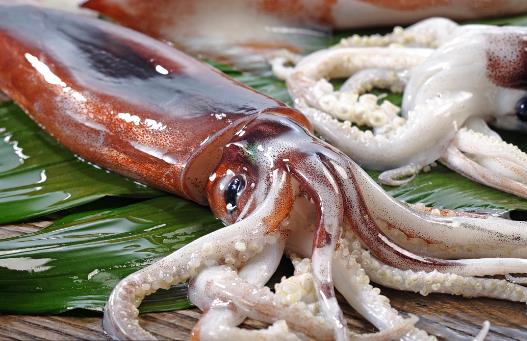 魷魚、花枝和軟絲傻傻分不清？教你一招來辨認(rèn)