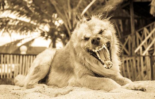 認(rèn)識狂犬病，多一份認(rèn)知就少點(diǎn)恐慌。