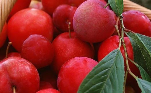 李子的營(yíng)養(yǎng)價(jià)值 食用李子注意事項(xiàng)