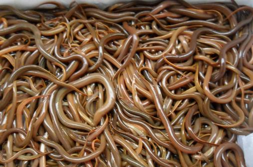 吃泥鰍到底用不用去內(nèi)臟？有哪些功