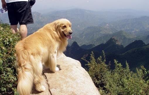 狗狗行為看上去奇怪，其實(shí)是在表達(dá)對我們的愛