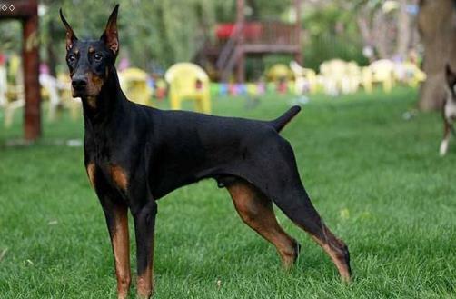   分享 更多   猛犬中的4種“假貨”，只是看著威武，實際上