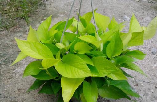 哪種花最好養(yǎng)？6種花，耐干旱、好養(yǎng)活，開花還美艷