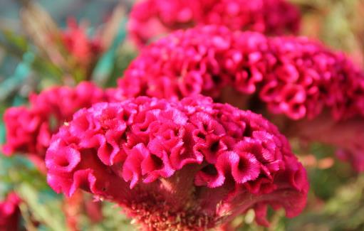 哪種花最好養(yǎng)？6種花，耐干旱、好養(yǎng)活，開花還美艷