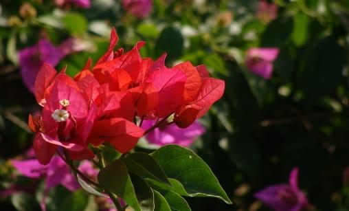 哪種花最好養(yǎng)？6種花，耐干旱、好養(yǎng)活，開花還美艷