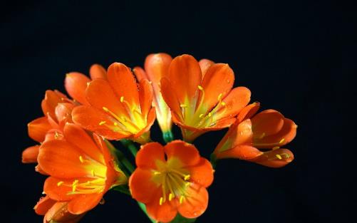 君子蘭養(yǎng)得好，9點(diǎn)“注意事項(xiàng)”，都做到不信養(yǎng)不好！