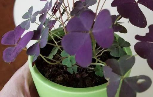 種浪漫的紫色盆栽觀賞植物，葉片比花朵還要好看