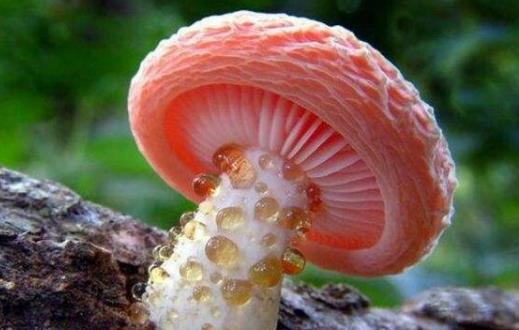 誤食毒蘑菇中毒 關(guān)于毒蘑菇的N種錯(cuò)誤說(shuō)法