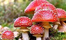 ?誤食毒蘑菇中毒 關于毒蘑菇的N種錯誤說法